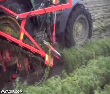 como avanza la tecnolog&iacute;a,recolectar,proceso,automatico,zanahorias,cosechadora