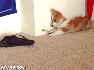 en los 90 nos divert&iacute;amos as&iacute; y con menos,muelle,corgi,jugar,perro,entretener