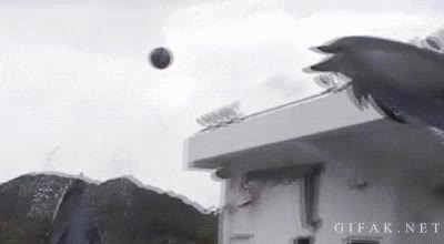 jugar,entrenados,basket,baloncesto,pase,piscina,agua,delfines,delfin