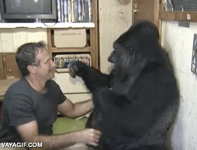 robin williams,jugar,cosquillas,no te olvidamos,gorila