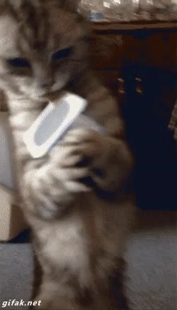 gato,yogur,de pie,monstruo,mucha ansia para tan poco gato