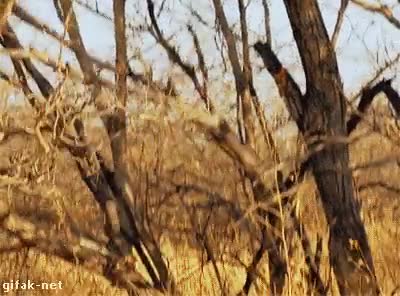 arbol,rama,guepardo,leopardo,caer,ardilla,dejar caer