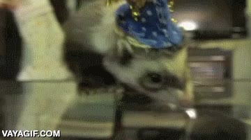 trampa,hacer caer,gorrito,navidad,navide&ntilde;o,meter la cabeza