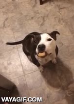 perro,galletas,esperar,paciencia,obediencia,comer,no es nada fácil