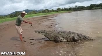 cocodrilo,temerario,loco,no es peque&ntilde;o el bicho,ofrecer,comida,pez,dar de comer