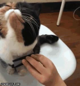 peina,lo goza,disfrutar,peinar,gato,gustazo