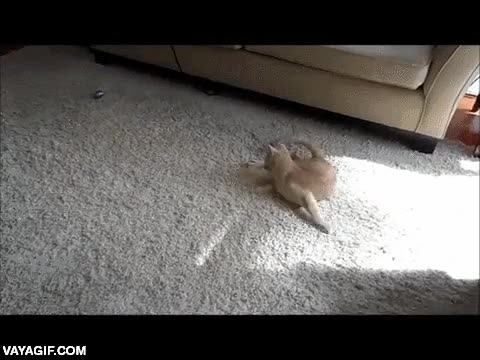 gato,luchar,enemigo invisible,probablemente una mosca