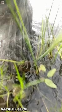 pajarito,rescatar,salvar,perro,agua,heroe