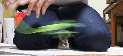 entre las piernas,gato,gatito,buscar,juguete,adorable