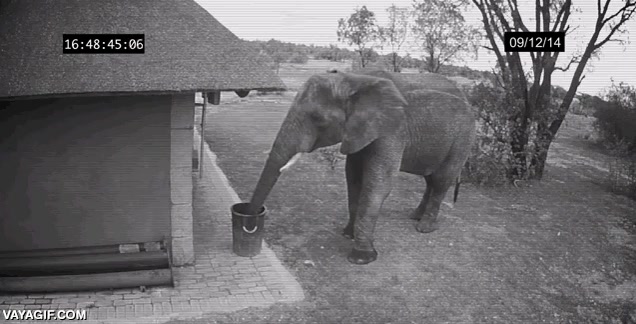 suelo,basura,tirar,mira si es un buen elefante,cubo,trompa