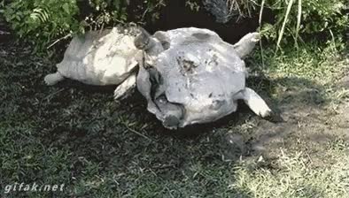 compa&ntilde;erismo,del rev&eacute;s,dar la vuelta,empujar,tortugas