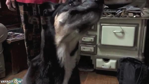 galletita,galleta,comer,buenos reflejos,chucher&iacute;a