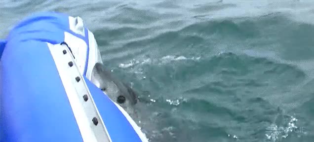 pinchada en 3 2 1,hinchable,lancha,morder,tibur&oacute;n,mala leche