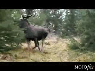 pedazo de bicho,ladrar,perro,alce,vaya susto