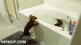 salchichas,gustar,agua,jugar,escaleras arriba,correr,Dachshunds,perros