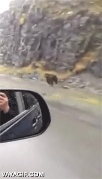 maximo nivel,imagina cargando contra ti,oso,velocidad