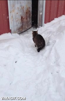 encantar,jugar,nieve,nevada,primera,gato