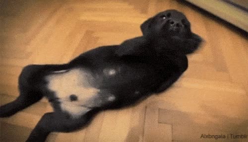 acariciar,rascar,dedo,cachorro,perrito,perro