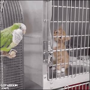 no apartar la vista,hipnotizado,atenci&oacute;n,atento,periquito,loro,gatito,gato