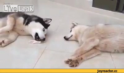 patas de pollo,husky,perro,compartir,dar