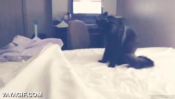 sabanas,cama,atacar,espero que fueran los pies,gato,al ataque,saltar