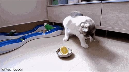 lidiar,no tocar,atacar,gato,limón,acidez