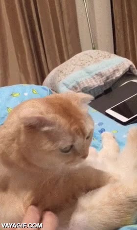 dibujos,programa,tele,ver,mirada asesina,rancio,gato,que no me toques