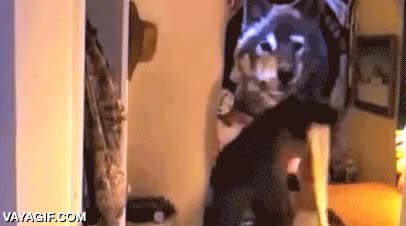 fail,en toda la cara,partir,tablón,madera,romper,genius maximo,kung-fu