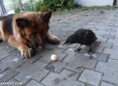 pelota,pastor aleman,perro,cuervo,jugar,pasar