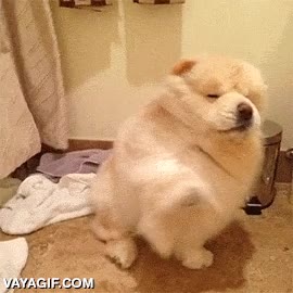 Ni Beyoncé tiene tanto estilo cuando le enchufan un ventilador a la cara fabulous,secador,cachorro,pelazo,perro,fabuloso
