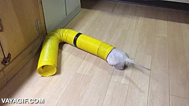 tubo,hurones,jugar,divertido,perseguirse,regalos,juguetes