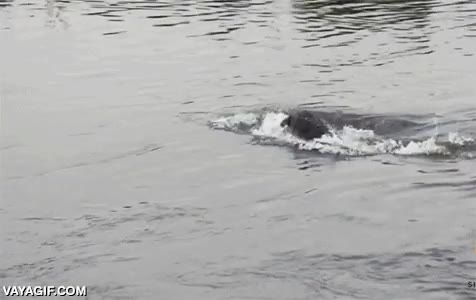 huir,leona,leon,ataque,escapar,ha tenido mucha suerte,cocodrilo,atacar