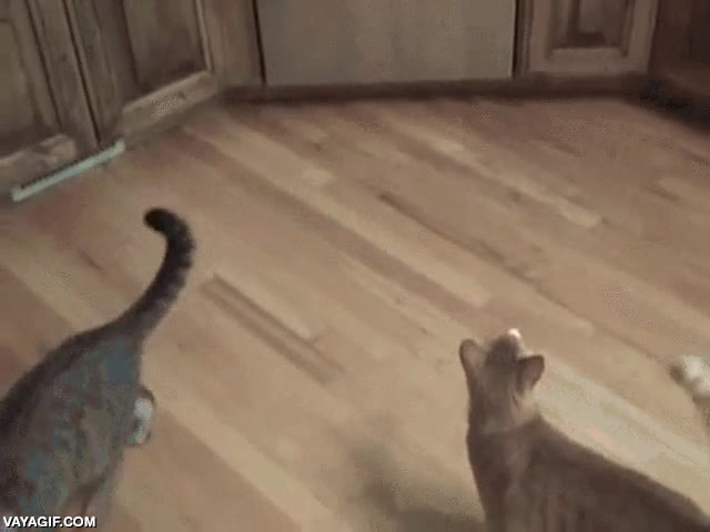 gato,se lo pensar&aacute; dos veces la proxima,solo es papel adhesivo,escarmiento,aprender,no subir,quedarse pegado