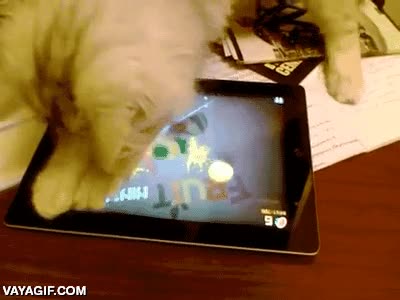 gato,locura,tablet,cortar,fruit ninja,best player ever
