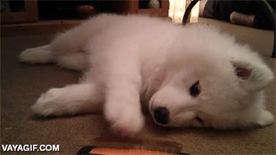 tocar,perro,peine,patita,pata,jugar,samoyedo