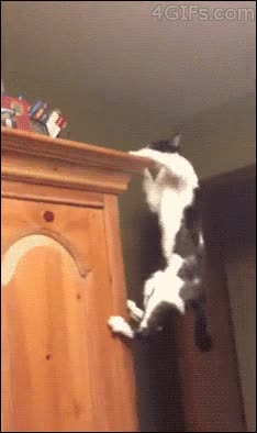 muy alto,trepar,armario,regalos,buscar,gato,saltar