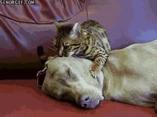 algo más que amigos,amigos,limpiar,masajear,gato,perro,susurrar