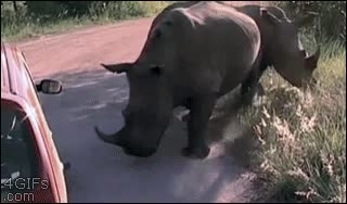 safari,coche,rueda,pinchar,rinocerontes,trolls