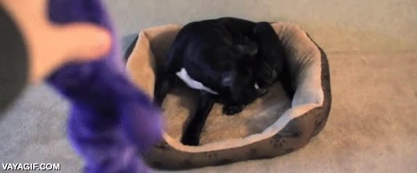 pasar de mi,hacer sus cosas,ignorar,comprado,nuevo,juguete,perro