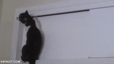 escalar,abrir,armario,caj&oacute;n,nada est&aacute; a salvo,gato,trepar