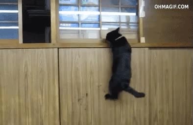 gato,ninja,abierta,ventana,trepar,escapar