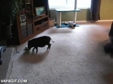 perro,mascota,cerdo,adiestrado,entrenado,juguete,tirar,ir a buscar