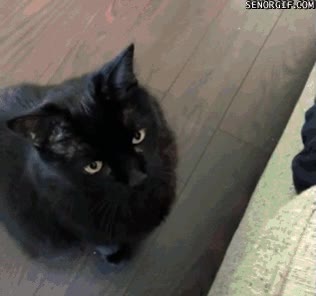 gato,caramelo,envoltorio,plastico,comer