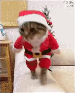 disfraz,santa claus,gato,papa noel,hombre pues un poco,navidad,disfrazado