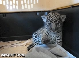 gatito,felino,jaguar,manta,recibir