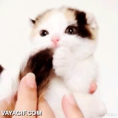 adorable,comer,cola,morder,cachorro,gato,gatito