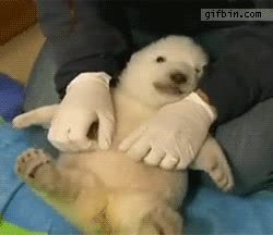 adorable,jugar,cria,cachorro,cosquillas,oso polar