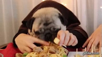 a lo loco,pasta,espaguetis,comer,carlino,pug,perro