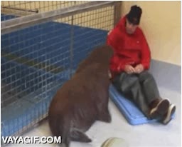 acurrucarse,rescatada,morsa,agradecimiento,agradecer,cuidador