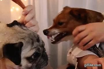 te mato gratis,novia,buitron,buitre,acercarse,enfadado,ladrar,gru&ntilde;ir